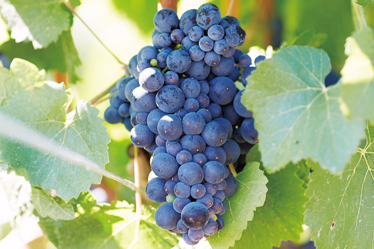 ピノ・ノワール基本のキ