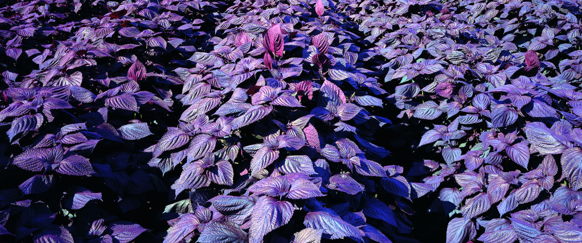 「鍛高譚」より、焼酎の枠を超えたニュータイプのお酒登場