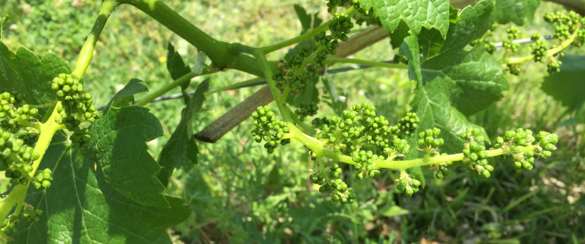 初夏がオススメ♪　週末は、大人の遠足、ワイナリーに行こう！