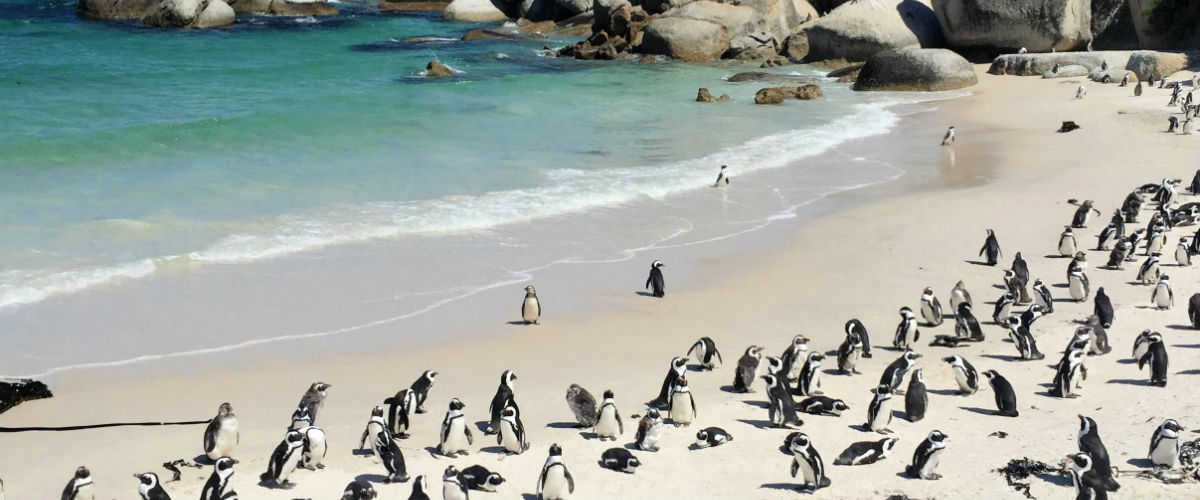 ケープのお医者さん。