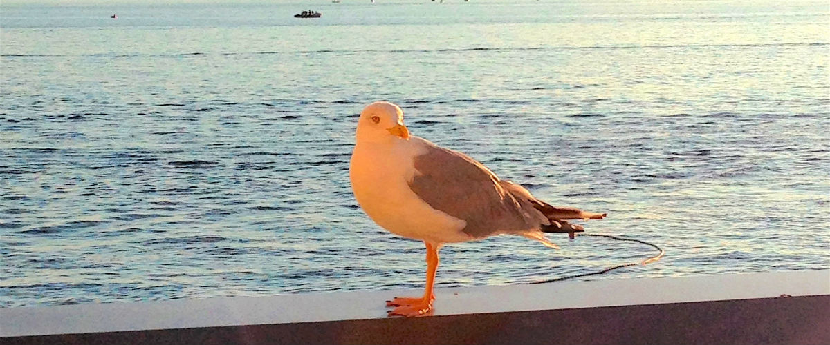 ただいま！おかえり！