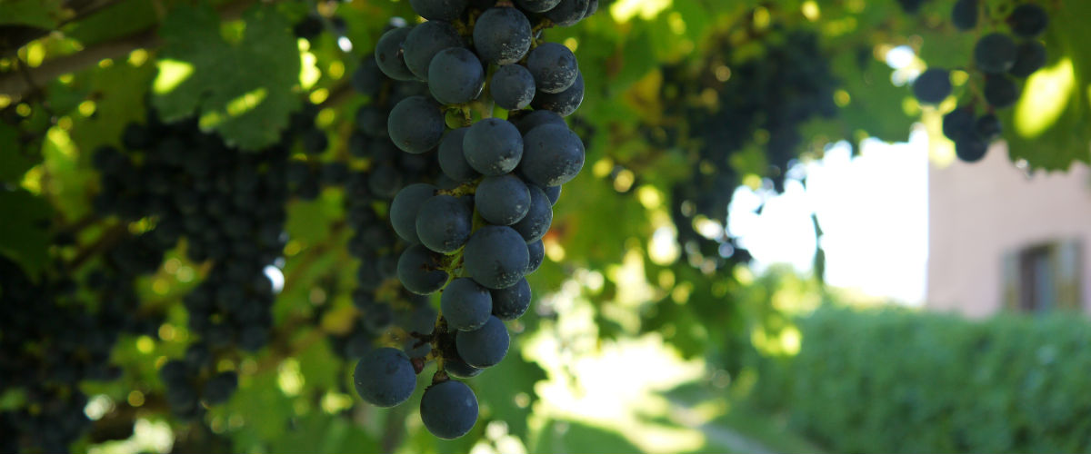 夏の思い出に　ブルゴーニュグラスで