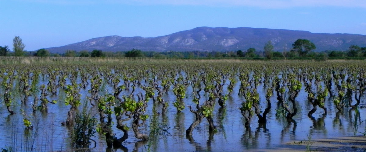潮が育むワイン「フェランディエール」