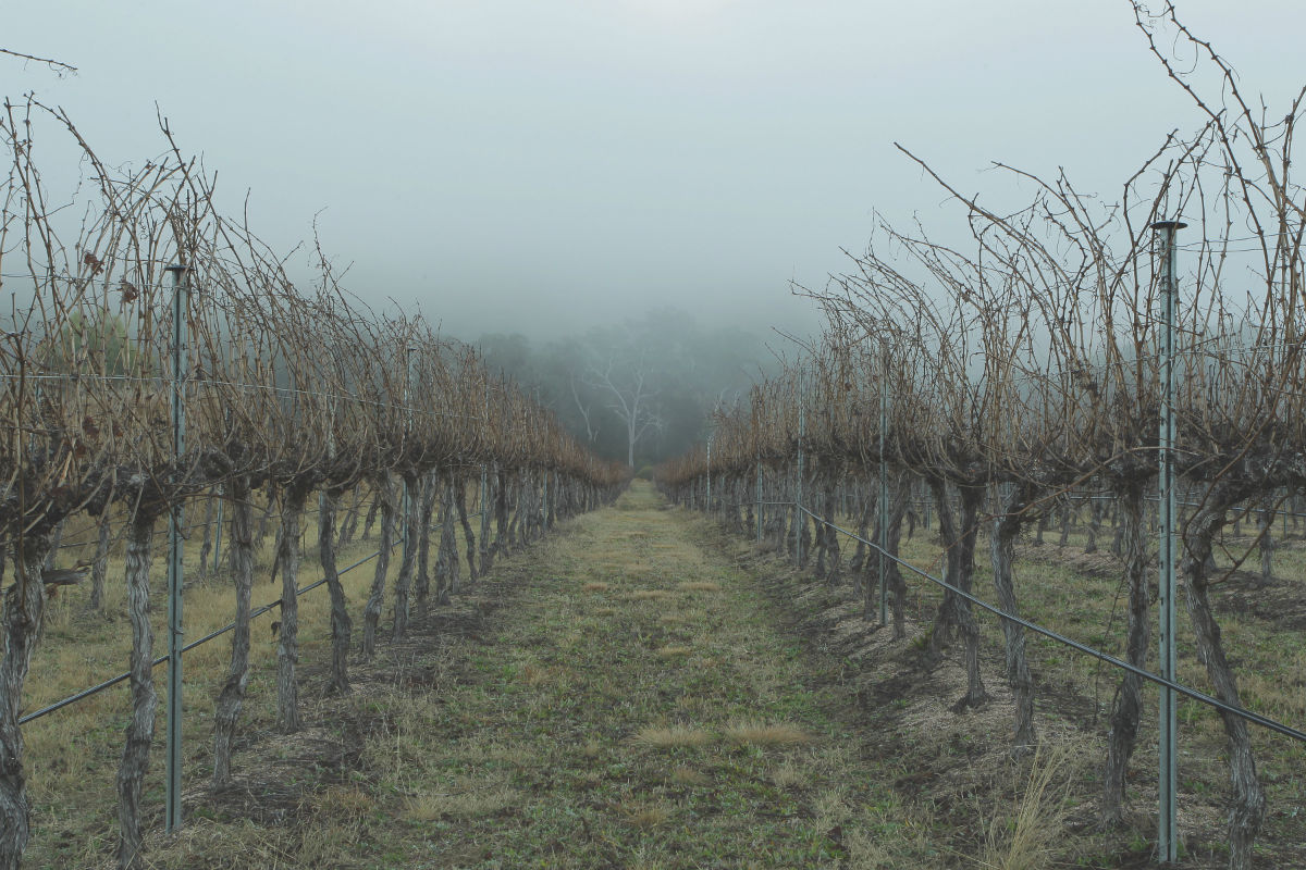 オーストラリア最後のワイン銘醸地、グラニット・ベルトの現在