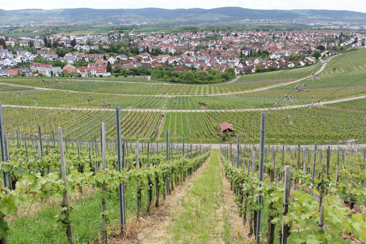 ローカルが決め手！　ドイツワインの新しい品種ムーブメント