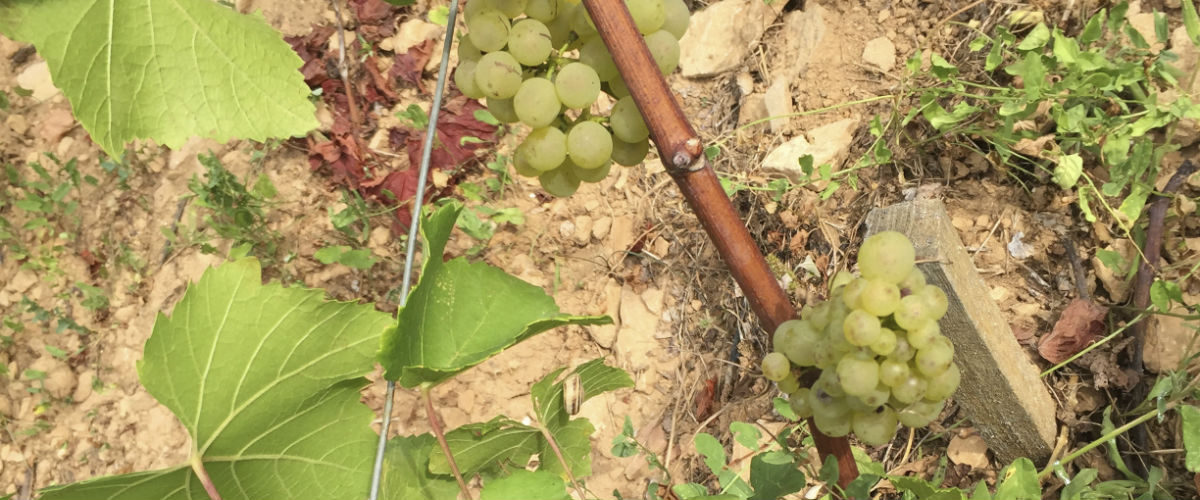 ブルゴーニュ2016年の畑の観察報告