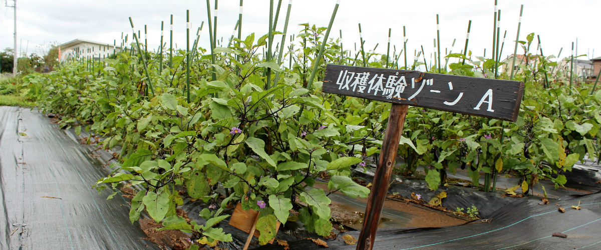 自給自足、里山を体験