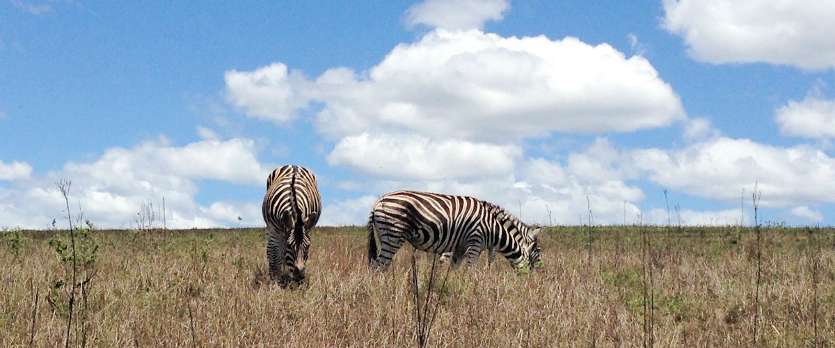 サファリ体験しないでどうする？！ part 1
