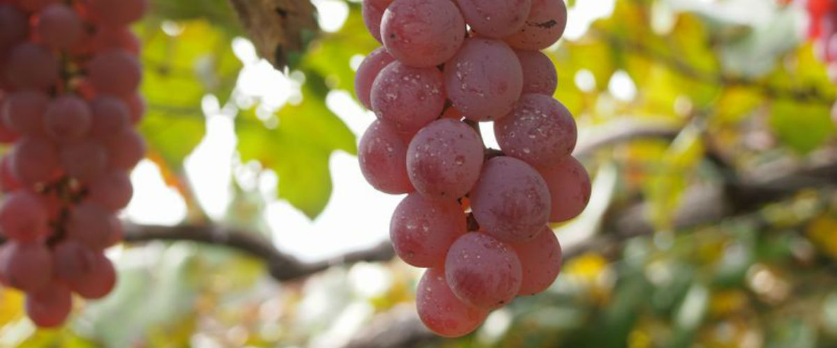 生産者の想いを知る