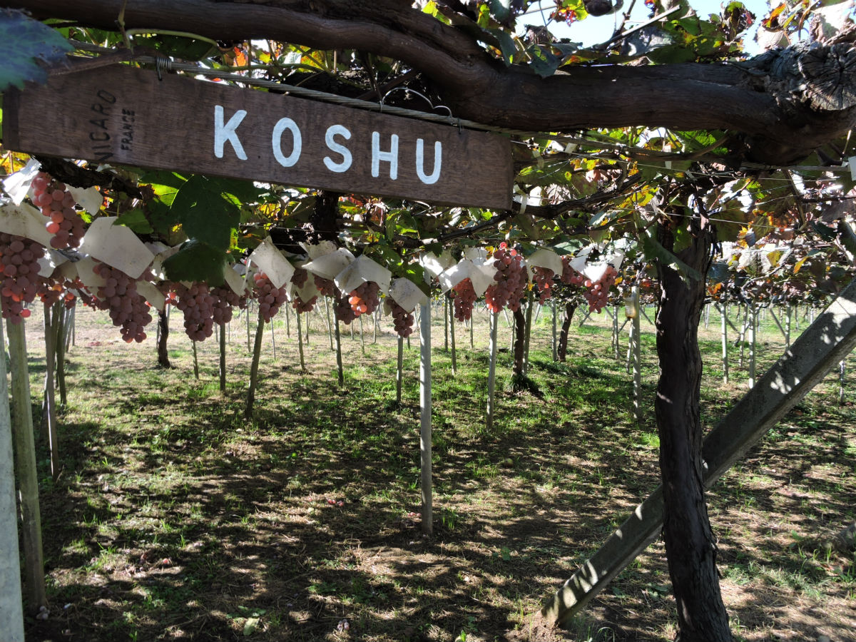 ワイン王国・山梨の老舗「シャトー・ルミエール」