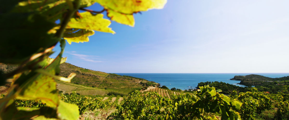 ラングドックのパイオニアが造るカジュアルワインの決定版！