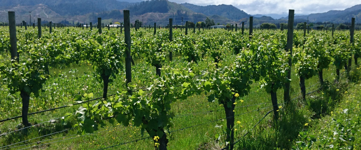 ニュージーランド「Cloudy Bay（クラウディ・ベイ）ワイナリー」を旅する