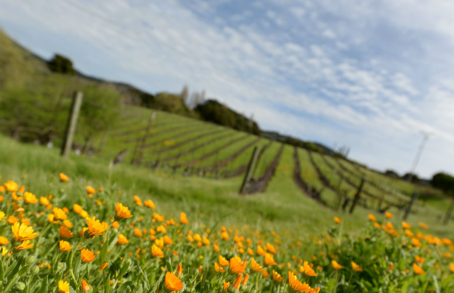 晴天のナパバレー