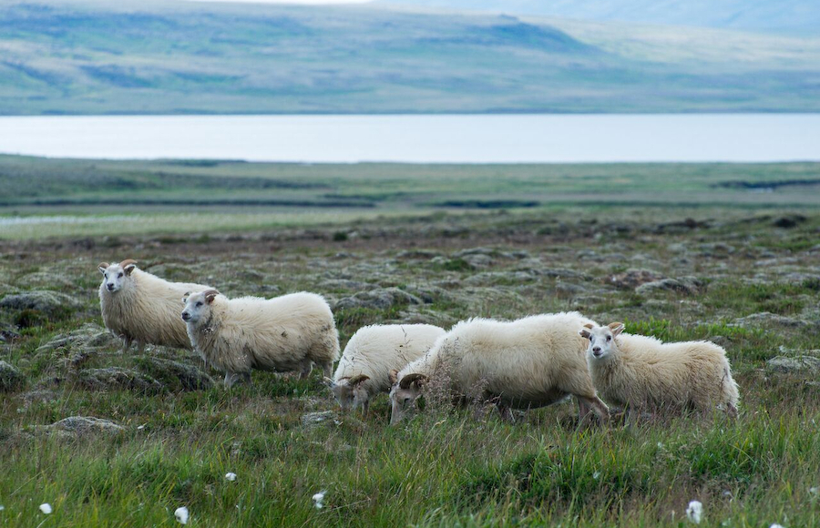アイスランドラムあらわる