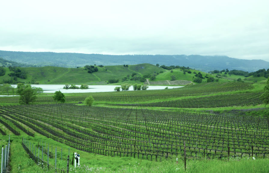 新オーナーのシャネルのもと、自然との共生をはかる「サン・スペリー・ヴィンヤード＆ワイナリー」