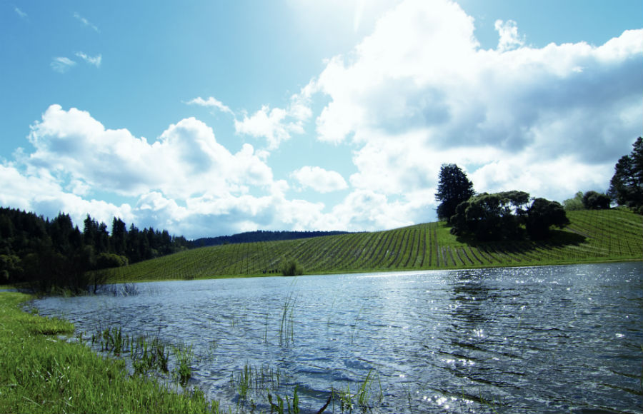 エコ認証のゴールドを獲得してピノ・ノワールに取り組む「ゴールデンアイ・ワイナリー」