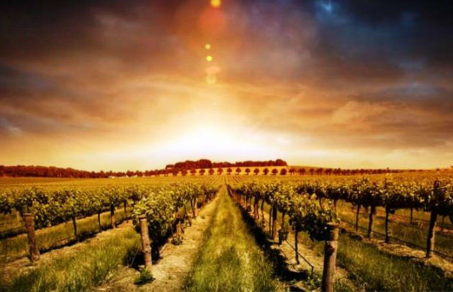 コンチェルトワイナリー