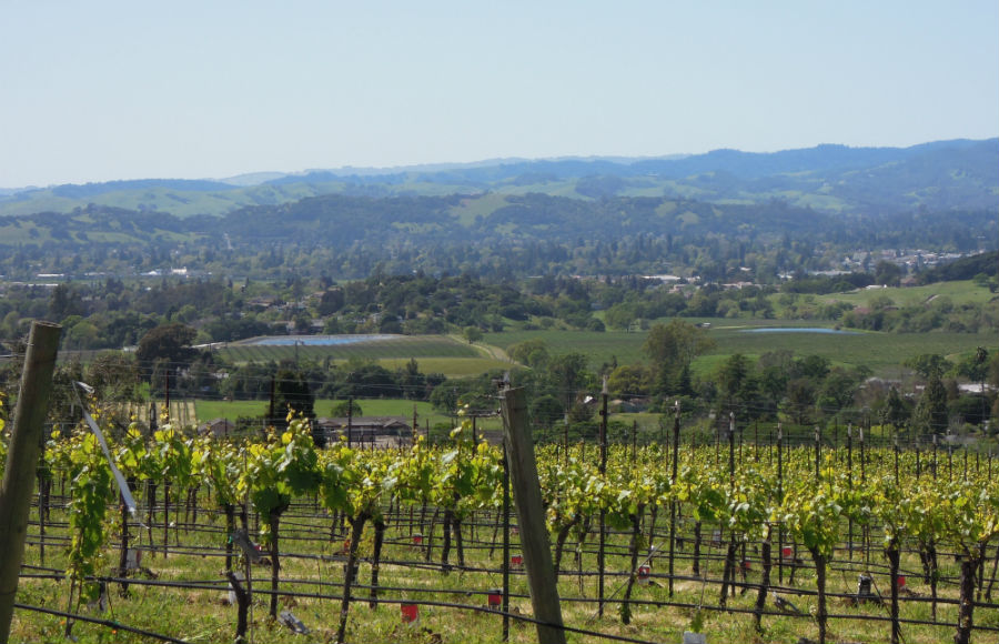 働いているワイナリーの畑