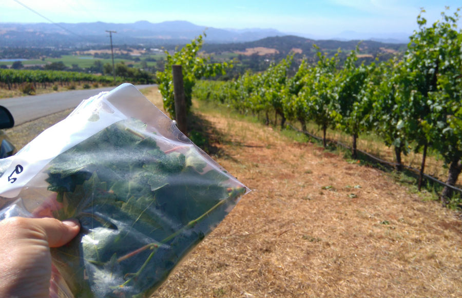 検査用に採取したぶどうの葉っぱ