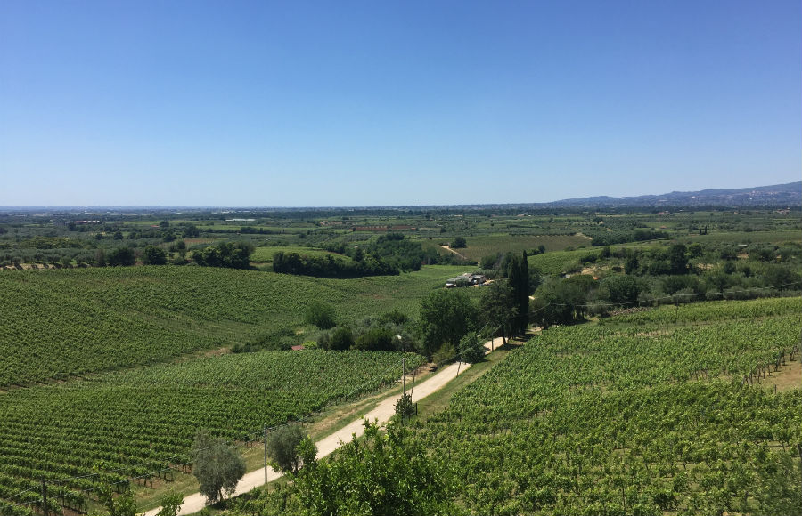 MARCOCARPINETIの畑