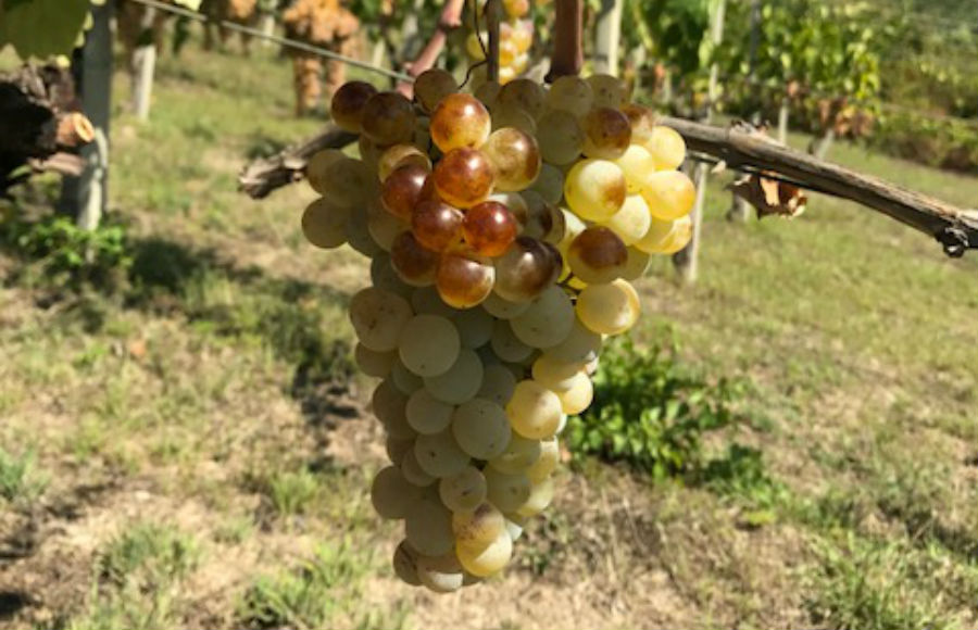 収穫前のブドウ