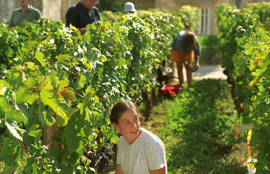 ボルドー 2017年ヴィンテージ情報