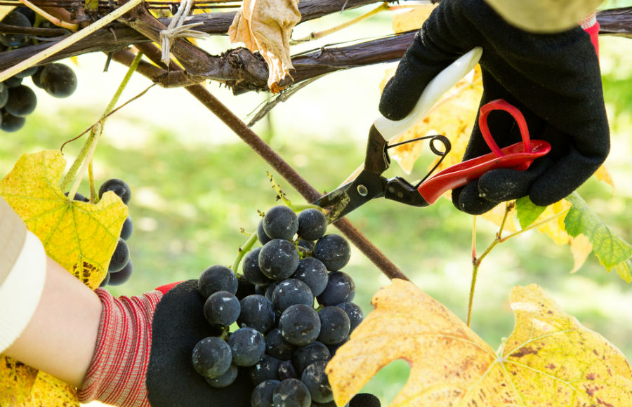 10月15日（土）WINE-WHAT!?「さっぽろ藤野ワイナリー」体験イベント・リポート