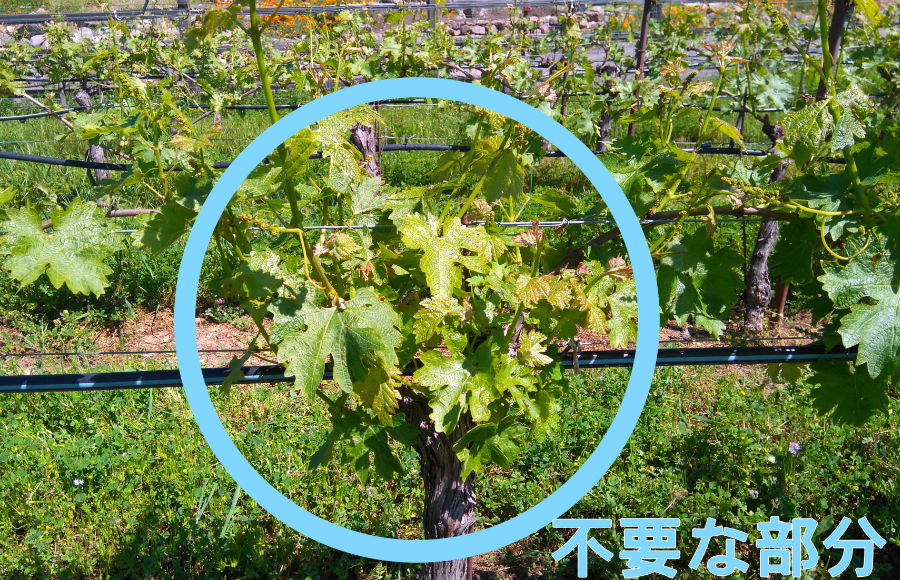 サッカリングが必要な木