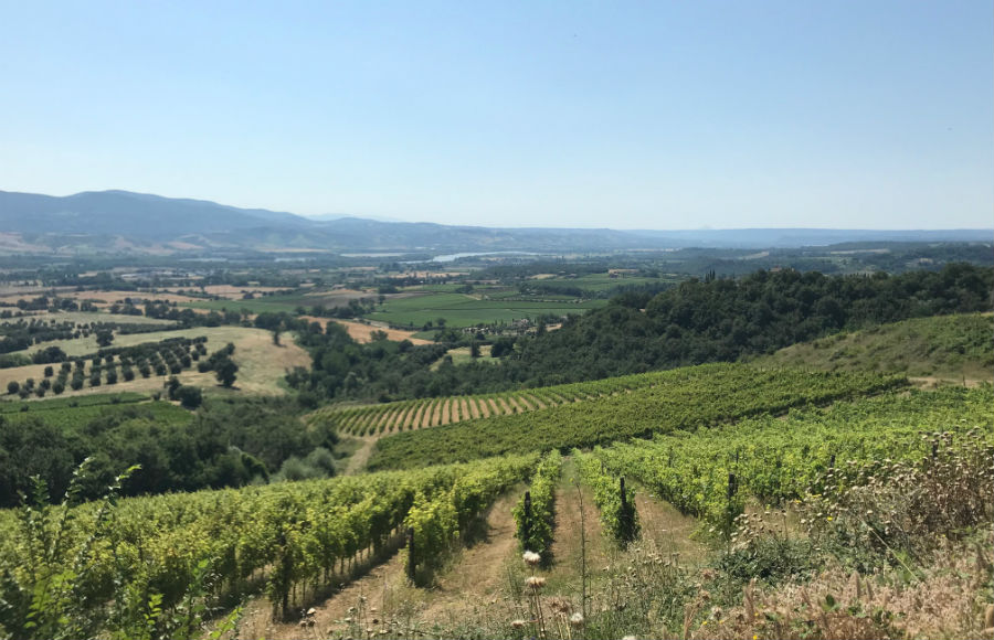 TREBOTTIのブドウ畑