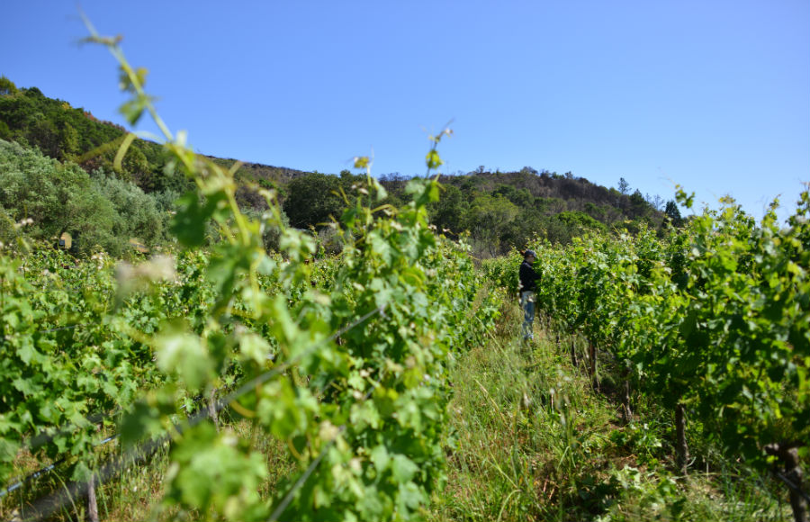 ナパのブドウ畑