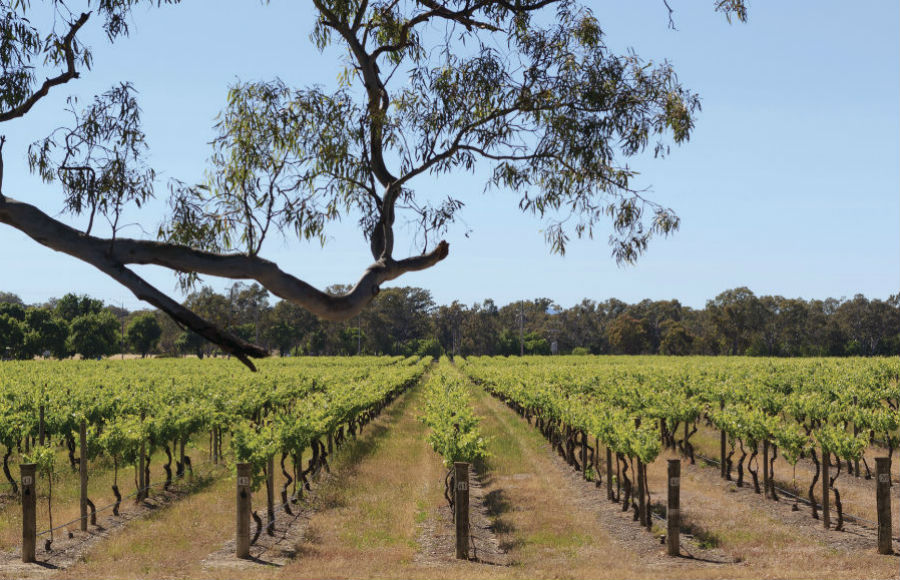南半球格上ワイン