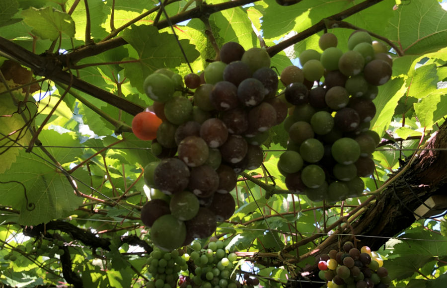夏期栽培管理について！