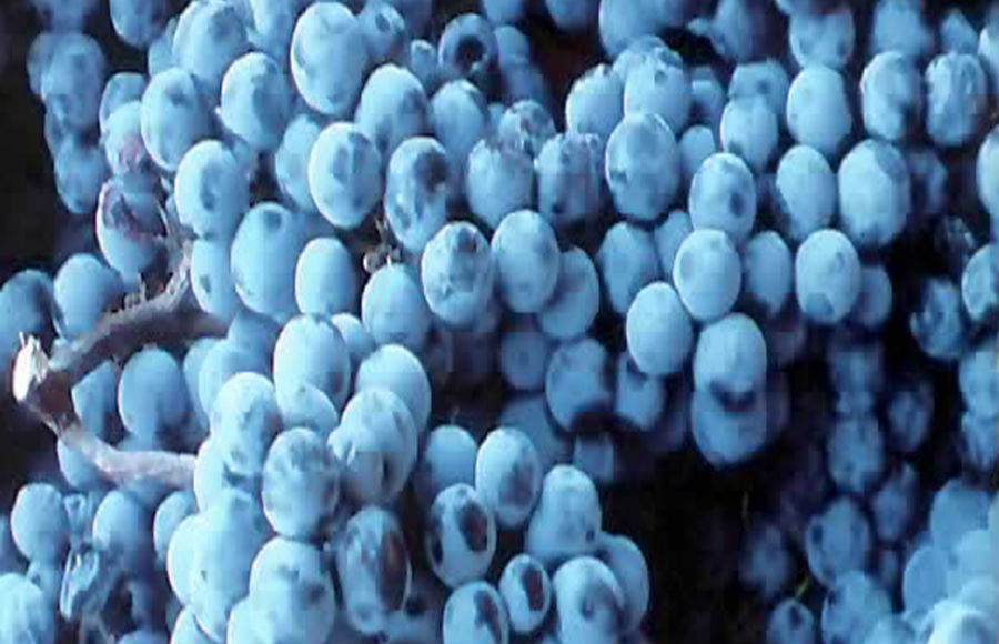 ブルガリア固有品種マヴルッド