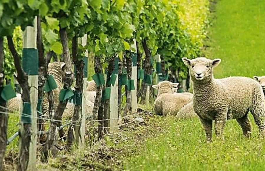 羊と葡萄畑