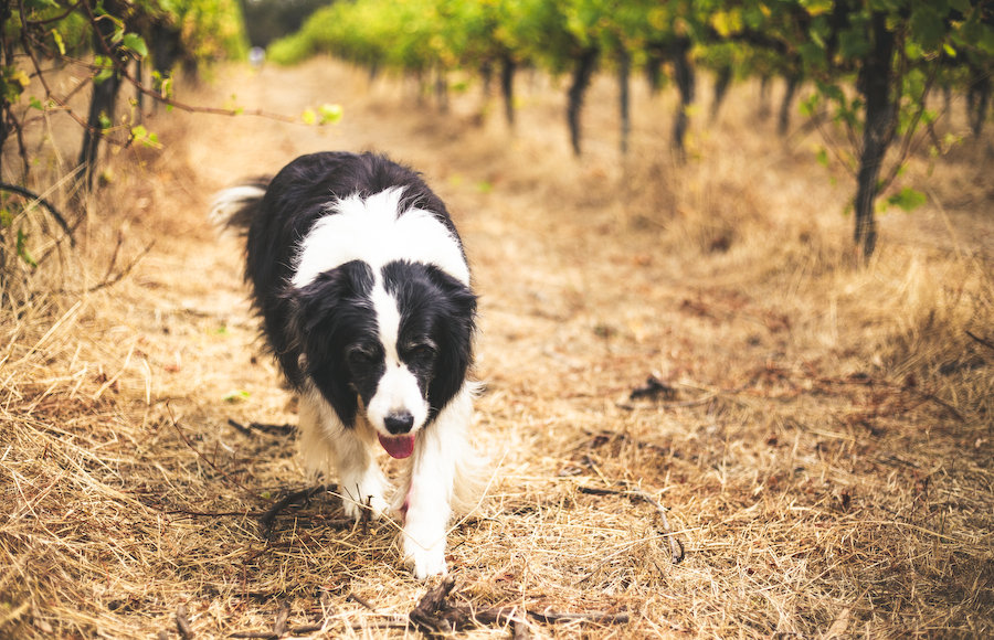 そんな時でも、オーストラリアワインは明るい味がする。