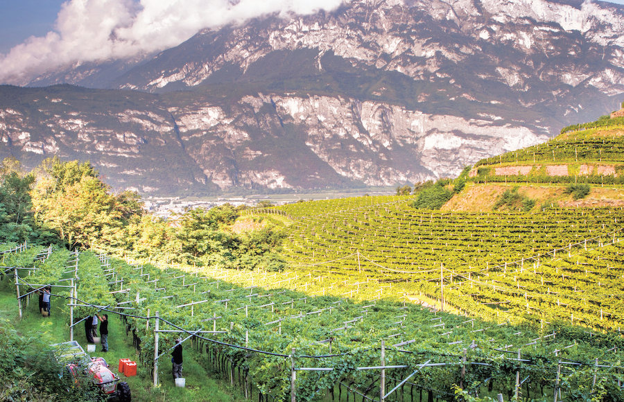 あの有名ワイナリーはどうサステイナブルか？