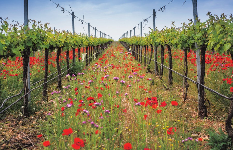 あの有名ワイナリーはどうサステイナブルか？