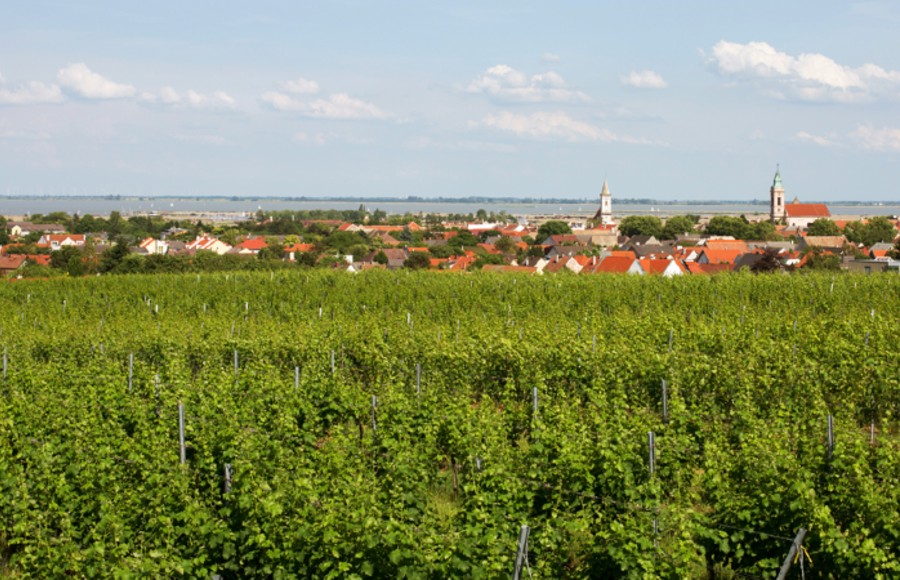 葡萄畑とノイジードラー湖