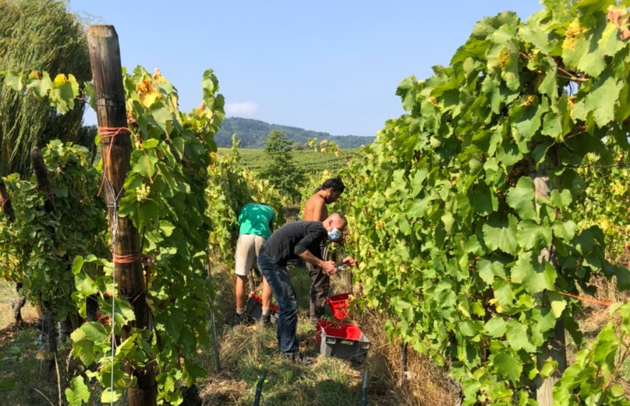 マルクテンペ収穫体験