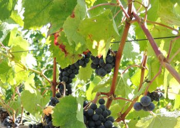 ボルドーに新たな品種