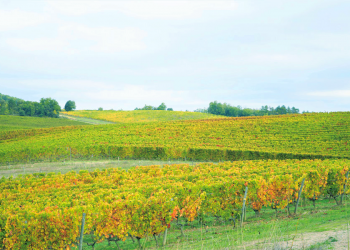 WINE WHAT 2021年３月号（No.38）は南仏にワイン旅