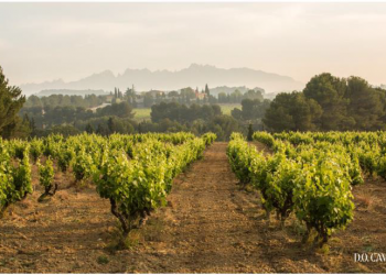 カバの上位ランクが2025年までに100％オーガニックに