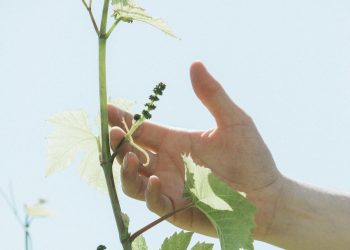 シャンパーニュのサステイナビリティ