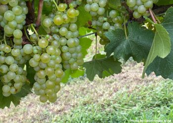 オーストラリアの日本人女性醸造家が造る ヴェルデホ 日本上陸